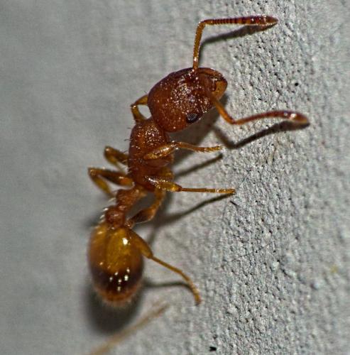 Réf. 327 077 : Temnothorax sp.